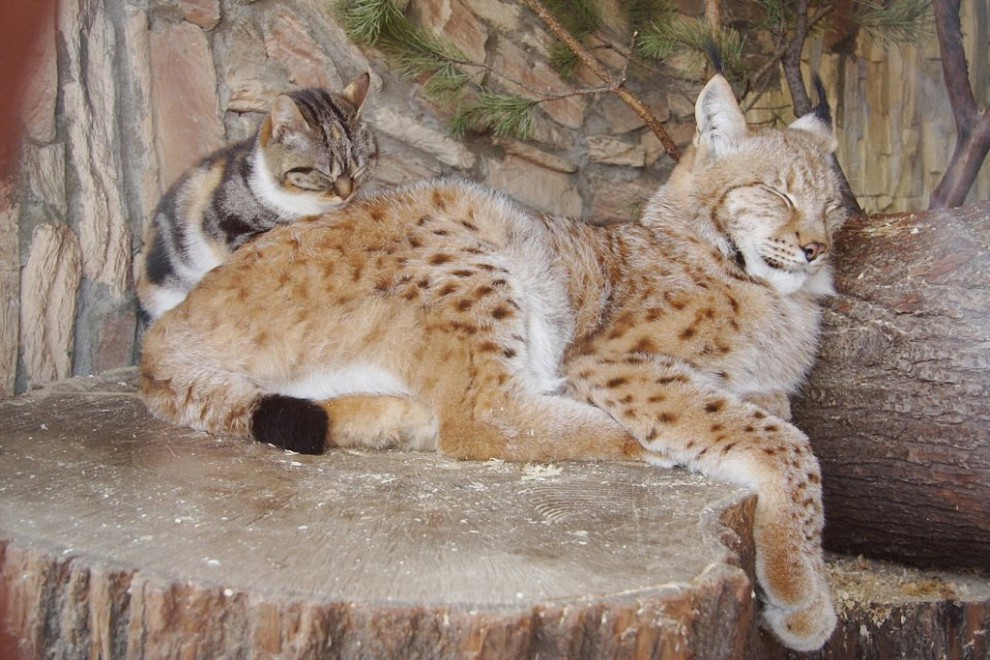 Кошка и рысь – самые близкие друзья