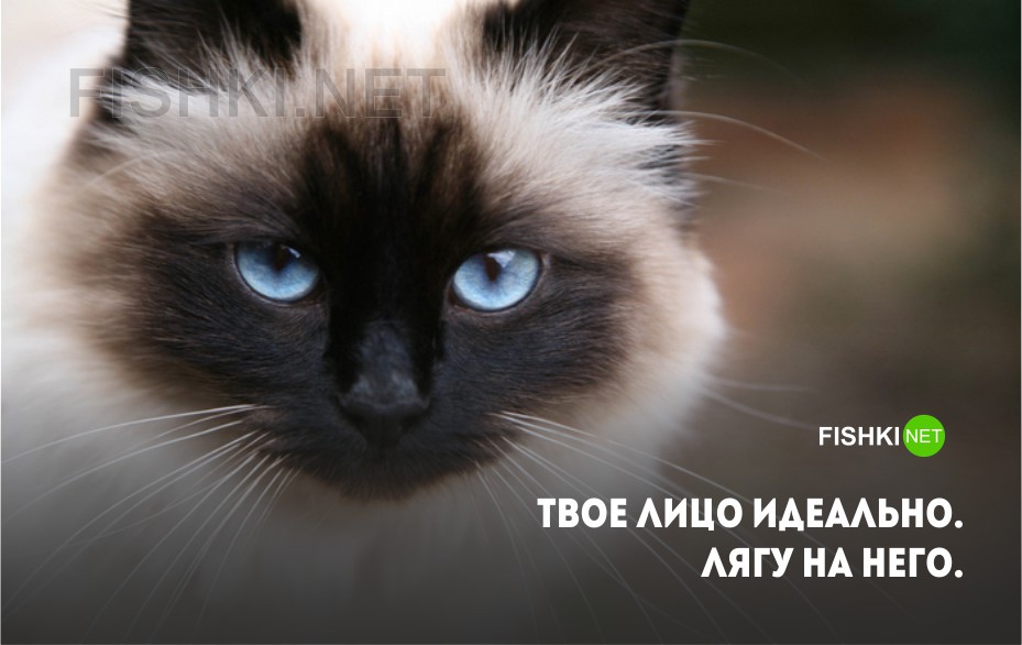 20 открыток с истинными мыслями замурчательных котов кот, мысли, открытка