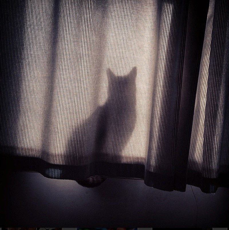Кошки, которые не умеют играть в прятки