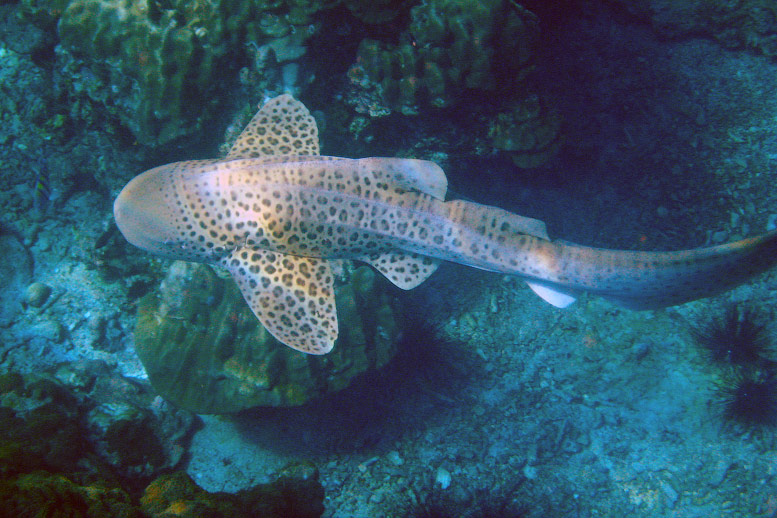 леопардовая акула