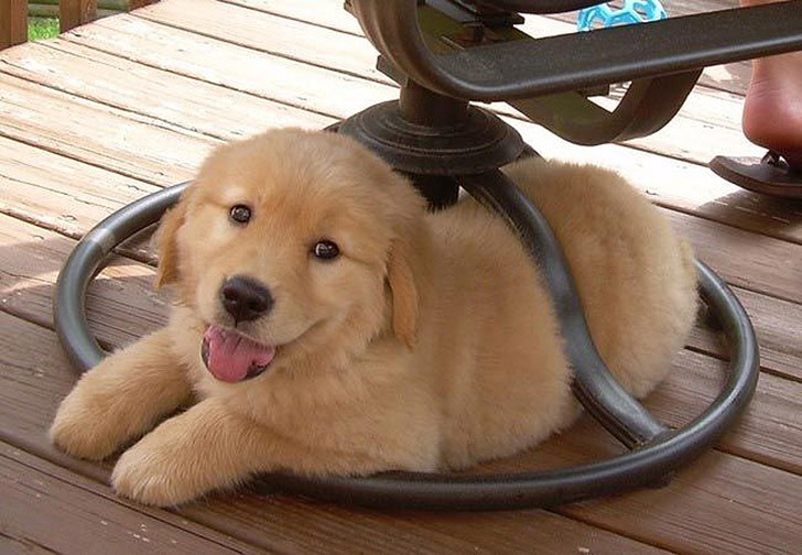 30 неприхотливых собак, которые будут сидеть везде, где им вздумается comfydogs27 30 неприхотливых собак, которые будут сидеть везде, где им вздумается