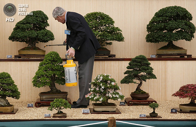 Выставка цветов и ландшафтного дизайна Chelsea Flower Show 2014