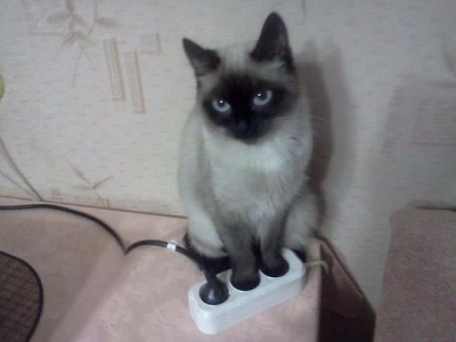 Загадочные животные, которых вы никогда не поймете) Загадочные животные, которых вы никогда не поймете)