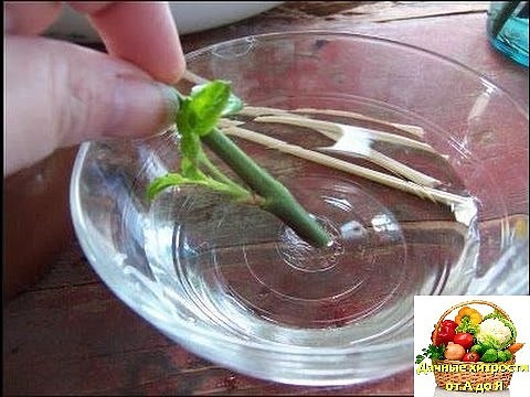 Как вырастить розу из срезанного цветка в домашних условиях с Как вырастить розу из срезанного цветка в домашних условиях с