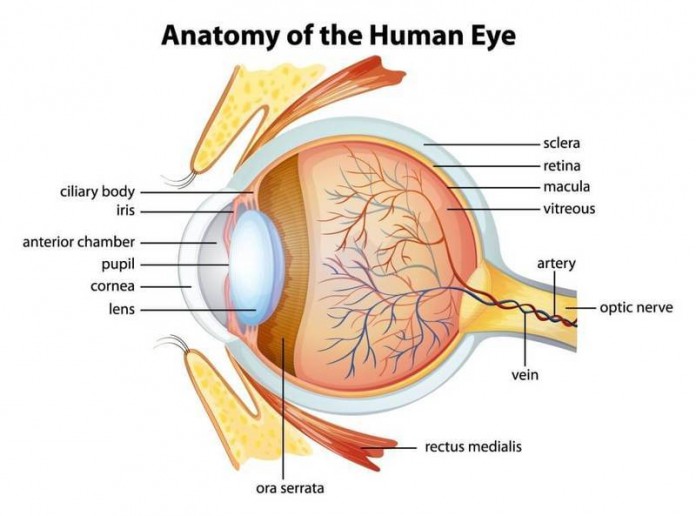 Первые симптомы ухудшения зрения—УЗНАЙТЕ, чтобы не пропустить