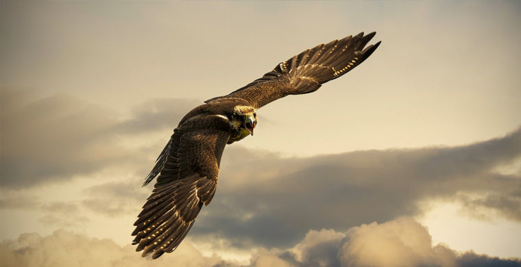 Редкие животные России