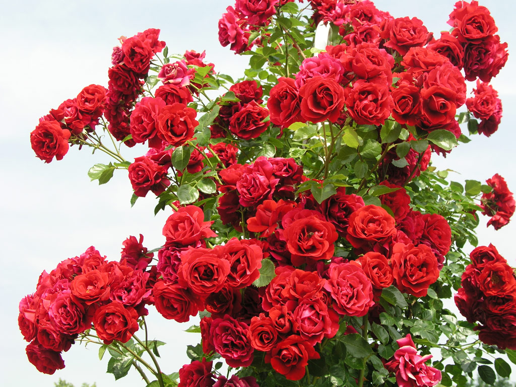 Плетистые и вьющиеся розы. Обзор сортов (фото)