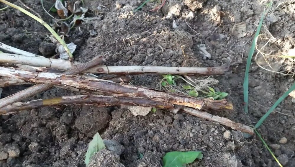 Уход за кустами малины в августе