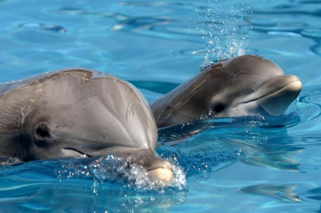 Зоопарк Вельехо в Калифорнии — детеныши дельфина-алафины. Это отпрыски мамочек Жасмин и Челси (23 и 30 лет соответственно).