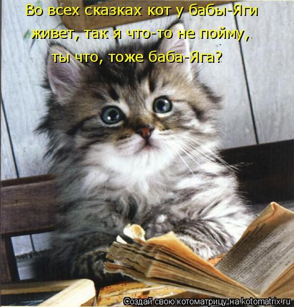 Лучшие котоматрицы недели (50 фото)