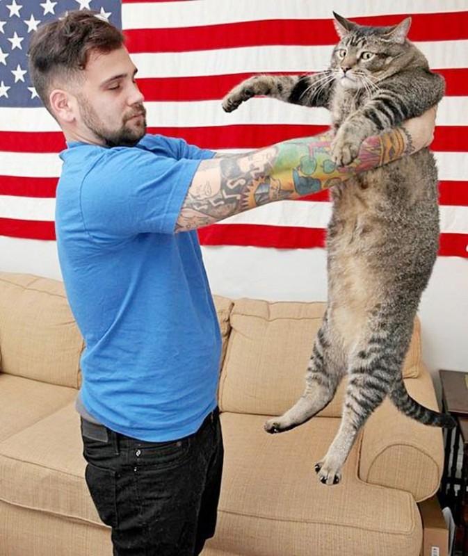 3. А длина кота от кончика лап до хвоста составляет 91 см!