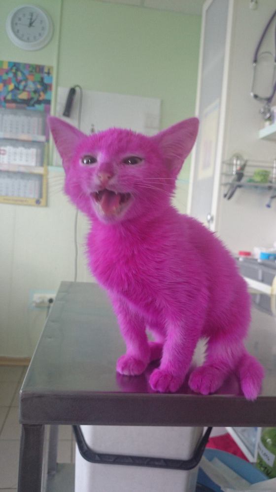 Розовый котенок в госпитале из-за отравления краской