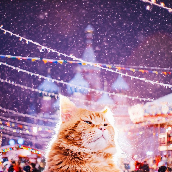 кот