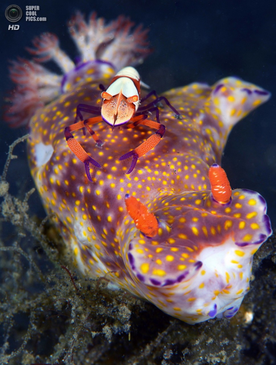 : Macro/Nudibranchia. 1 . (Marchione Giacomo/UnderwaterPhotography.com)
