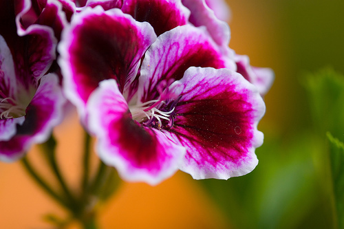 ������ - ������� � ������