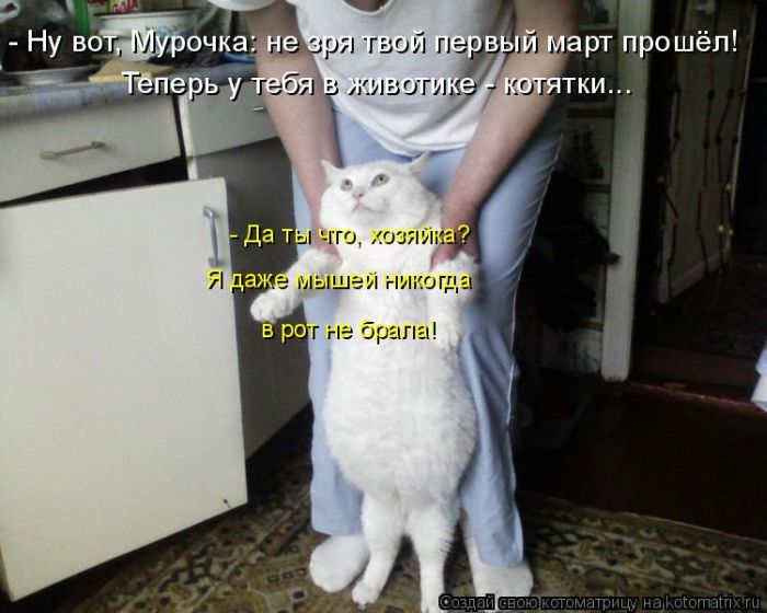 Лучшие котоматрицы недели (49 фото) Забавный котопост
