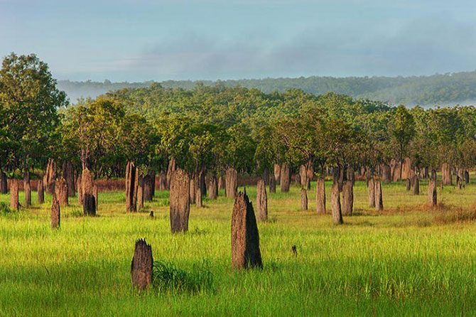 Эти удивительные жилища построили животные