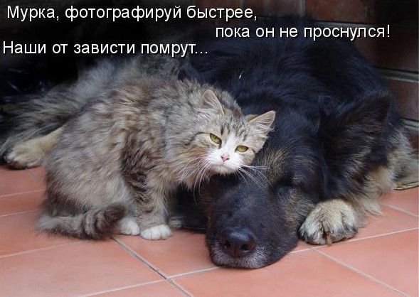 Кошки и собаки. Враги или друзья? животные, коты, кошки и собаки, прикол
