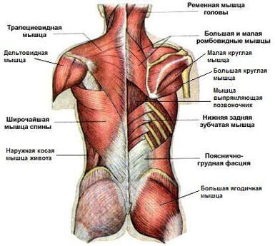 как правильно пить полынь горькую от паразитов как правильно пить полынь горькую от паразитов