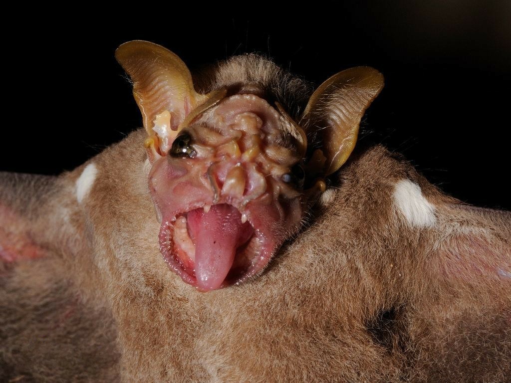9. Складчатомордый листонос (Wrinkle-faced bat) 9. Складчатомордый листонос (Wrinkle-faced bat) животные, факты