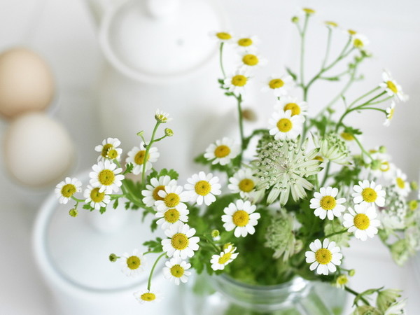 4897960_114425364_Nature___Flowers_Small_daisies_032297_1 (600x450, 60Kb)