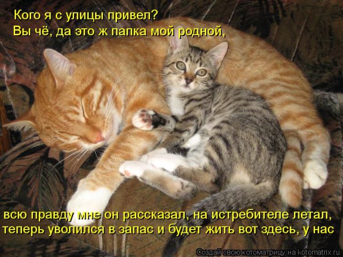 Котоматрица №32