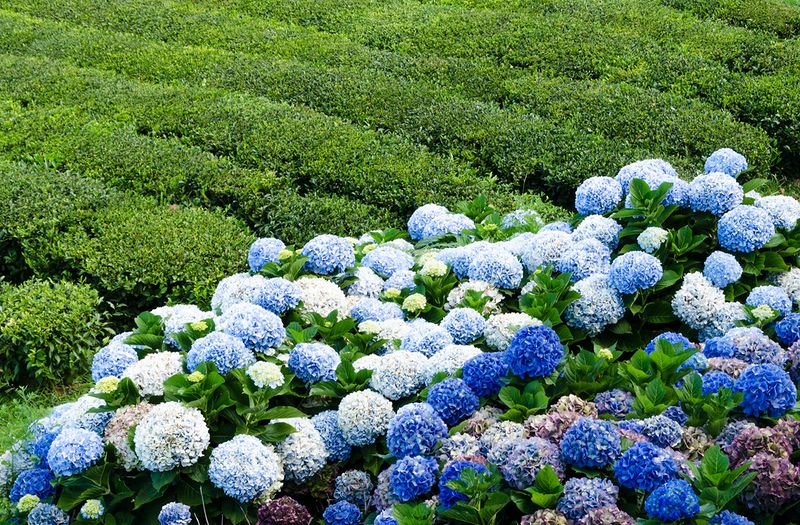 Азорские острова - места нетронутой природы