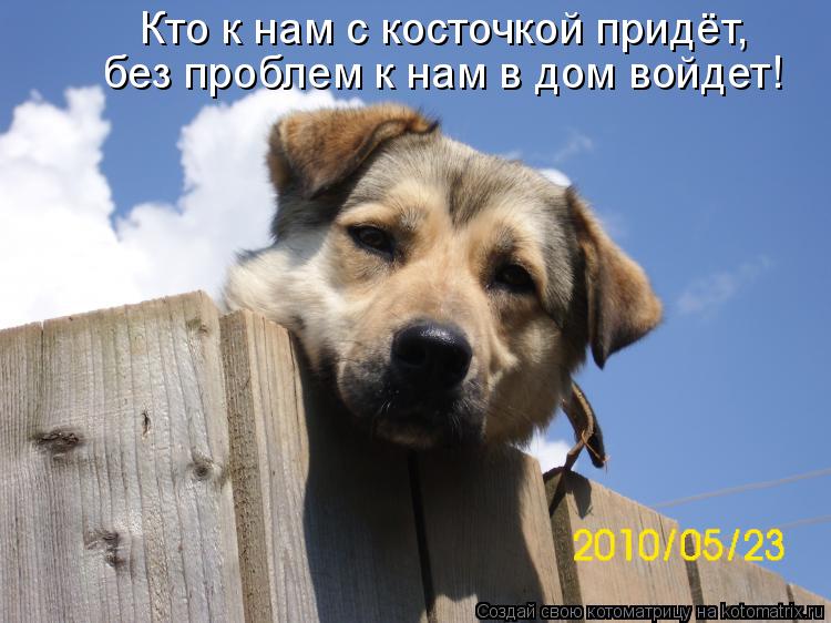 Как сделать собаку злой если она добрая Как сделать собаку злой если она добрая