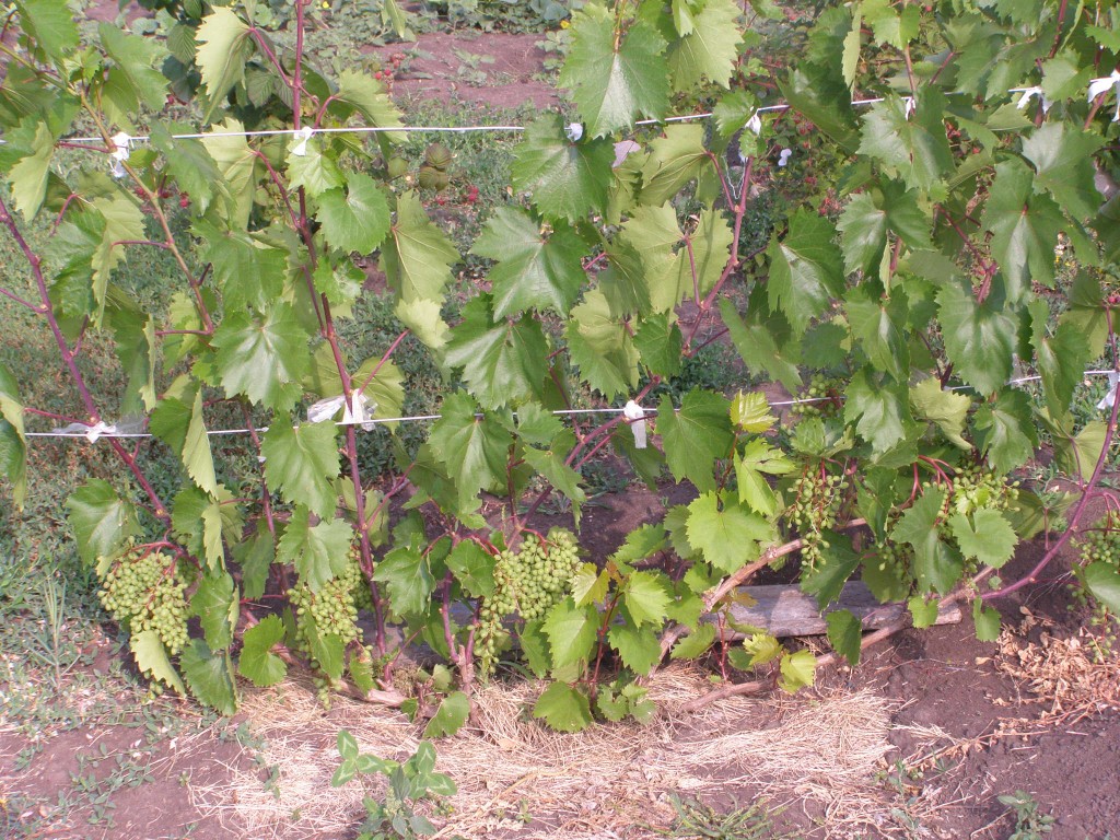 Живая вьющаяся изгородь из дикого винограда или плюща