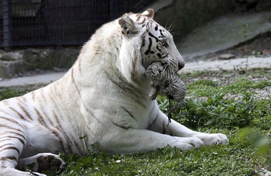 NewPix.ru - ������������ ���������� ��������