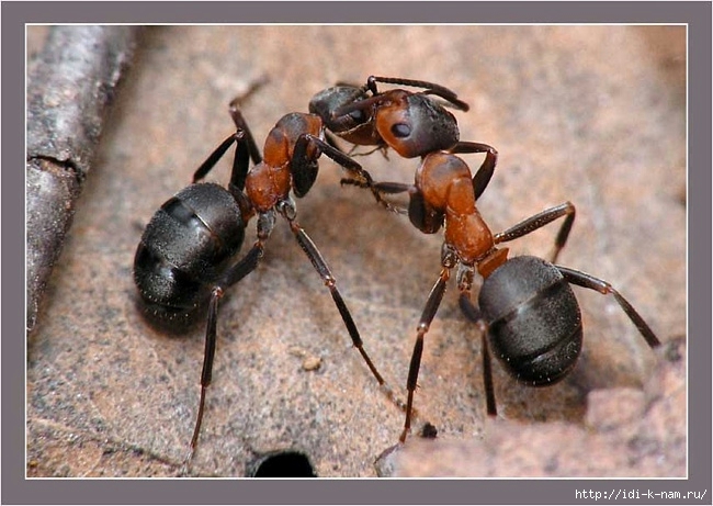 как избавиться от муравьев на даче, чем уничтожить муравьев на даче, как бороться с муравьями на даче, борьба с муравьями на даче. уничтожение муравьев на даче Хьюго Пьюго, 