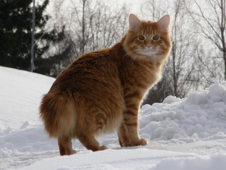 самые крупные породы домашних кошек: Курильский бобтейл