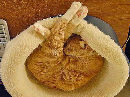 Как спят коты и кошки Как спят коты и кошки...
