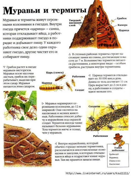 Entziklopedia dlya detei.Vse o jivotnih ot a do ya..page090 (518x700, 341Kb)