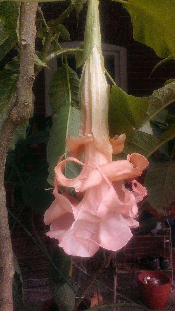 Brugmansia Miss Rhianna