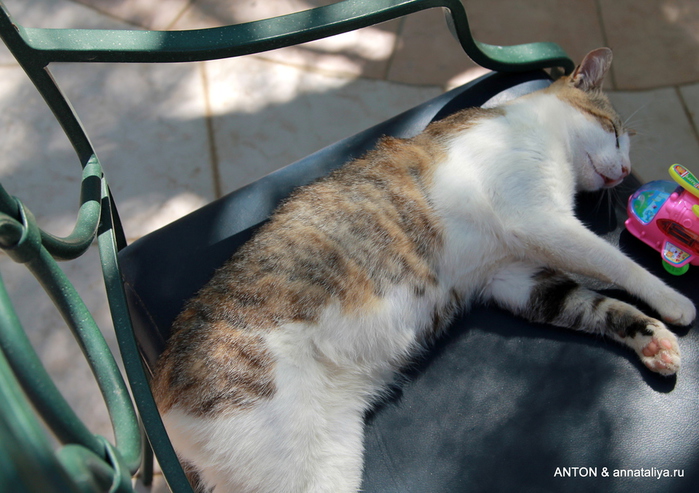 IMG_0316 (700x493, 204Kb)