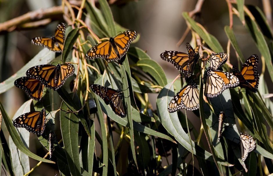 butterfly11 Миграция бабочек   монархов