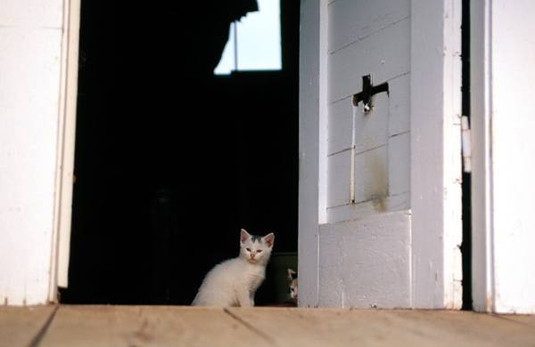 Потерялась кошка! Что делать? Котенок у открытой двери, фото кошки фотография