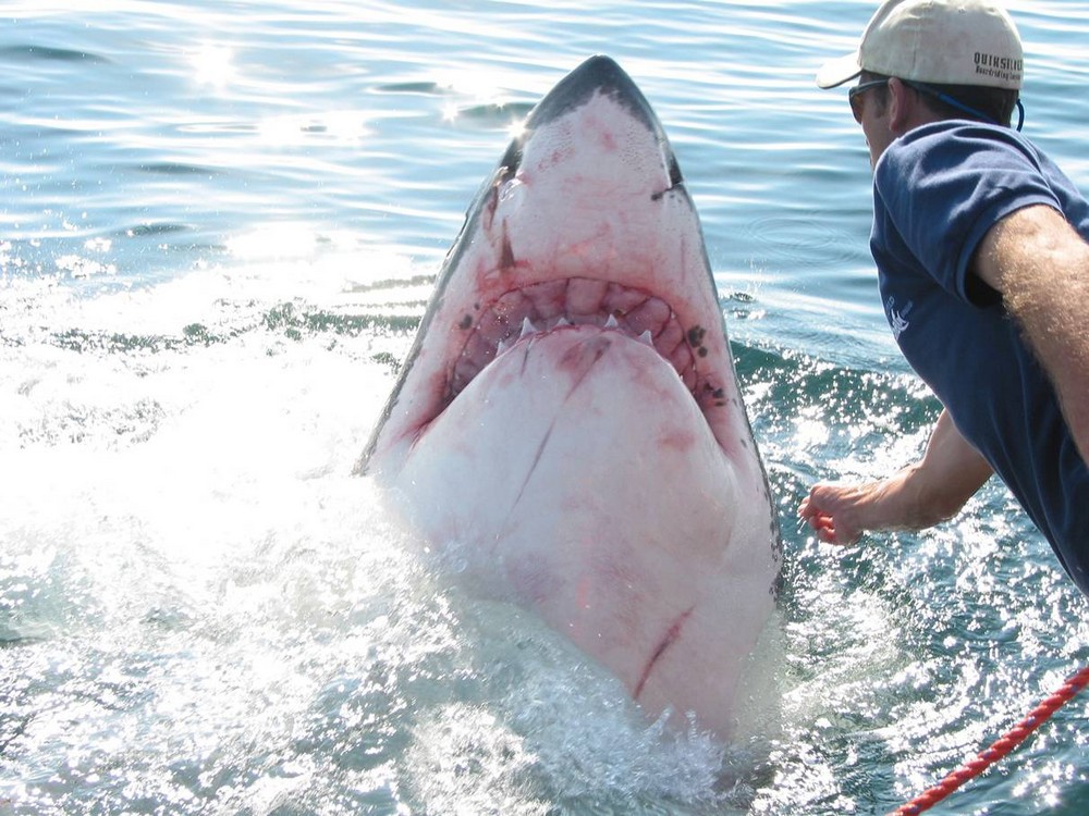 Удивительная история любви белой акулы к человеку животные, история