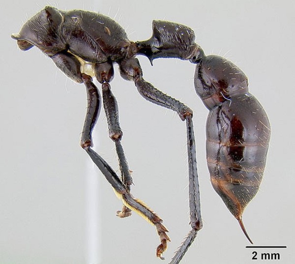 Муравей-пуля (Paraponera clavata) боль, муравьи, укус, шок