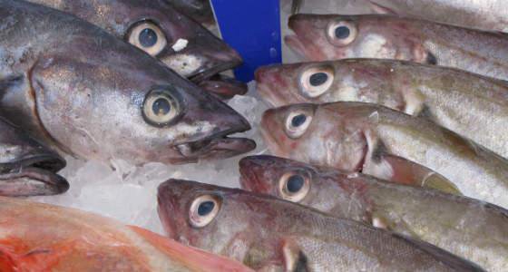 Путин поручил кабмину разработать предложения по запрету на госзакупки импортной рыбы