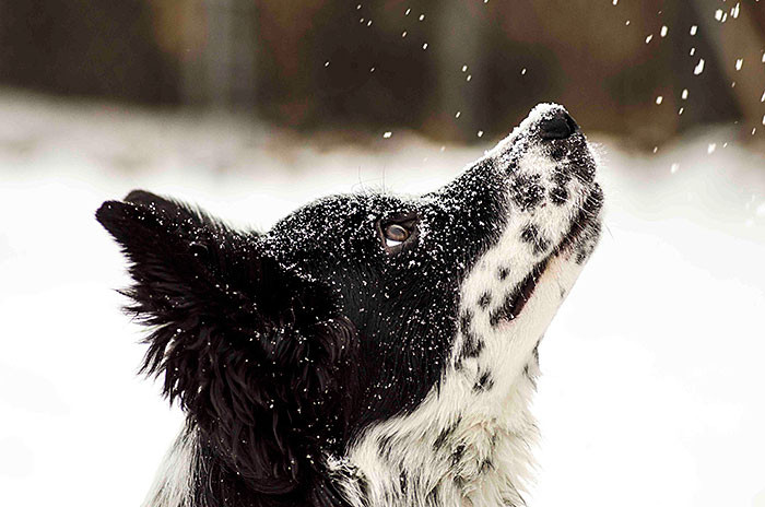 Животные, которые видят снег впервые в жизни. Эти волшебные фото подарят тебе зимнее настроение!  животные, снег