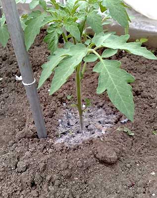 древесная зола как удобрение