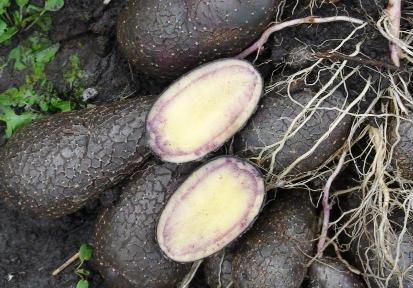 Тёмный картофель сорт Тёмный картофель сорт