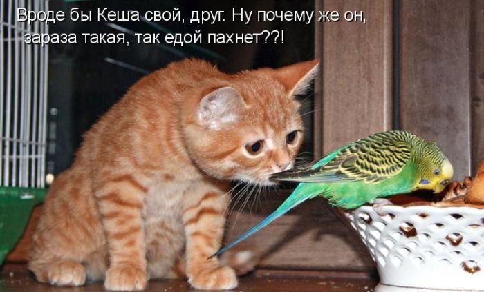 Котоматрица. Часть 2. (45 фото)