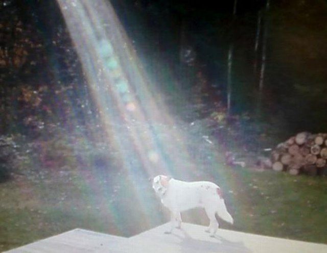 Щенок в память о сыне