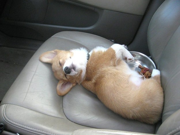 собака спит в машине