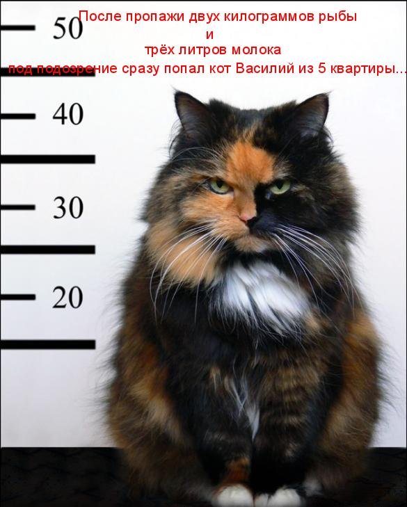 Котоматрица (81 фото)