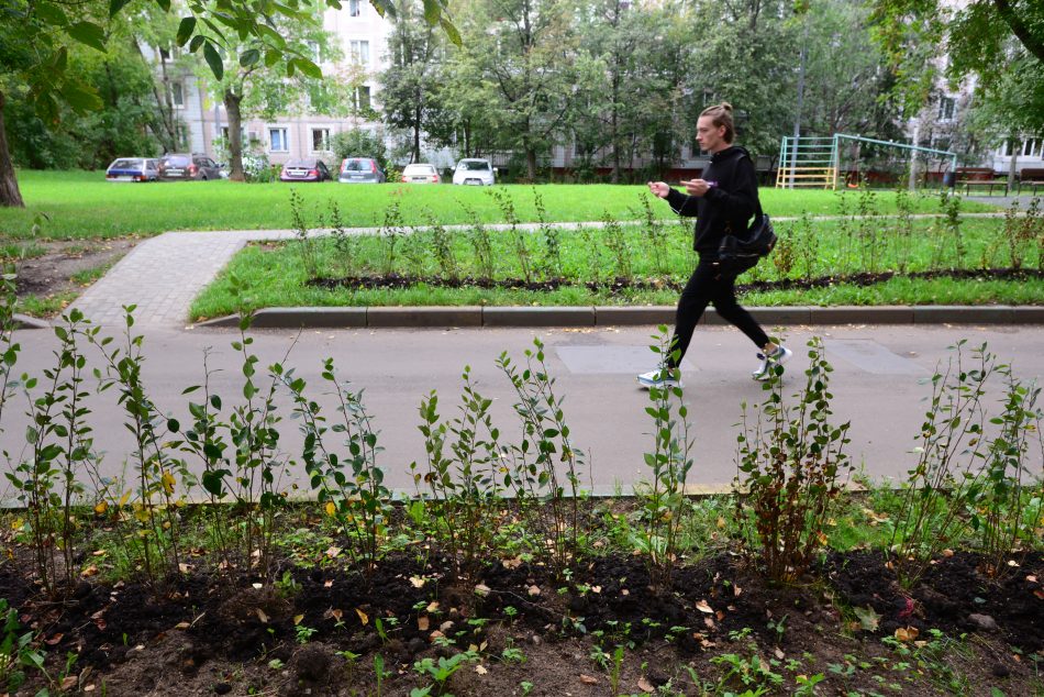 Кусты на Габричевского/Александр Кочубей