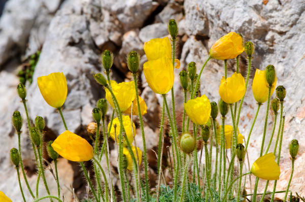   (Papaver alpinim)